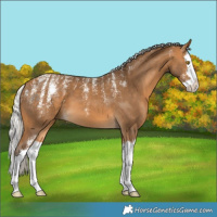 Horse Color:Powder White Silver Buckskin Splash 