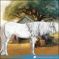 Horse Color:Liver Chestnut Sabino 