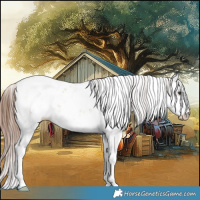 Horse Color:Red Dun Sabino 