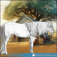 Horse Color:Bay Sabino 