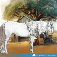 Horse Color:Liver Red Dun Sabino 