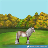 Horse Color:Gray White Spotted Silver Sable Champagne Tobiano Appaloosa