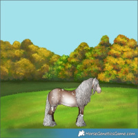 Horse Color:Gray White Spotted Silver Sable Champagne Tobiano Appaloosa 