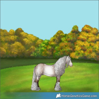 Horse Color:Gray White Spotted Silver Sable Champagne Tobiano Appaloosa