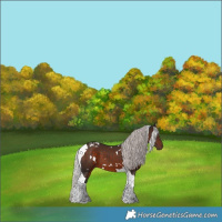 Horse Color:White Spotted Silver Brown Tobiano 
