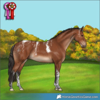 Horse Color:Powder White Bay Tobiano Rabicano