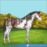 Horse Color:Powder White Brown Splash 