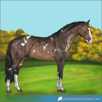 Horse Color:White Spotted Brown Dun Splash Brindle 