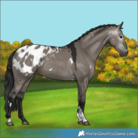 Horse Color:Gray White Spotted Grullo Tobiano Appaloosa