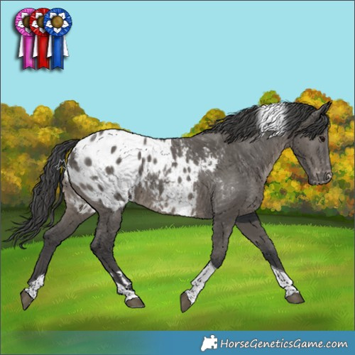 Horse Color:Grullo Tobiano Appaloosa Rabicano 