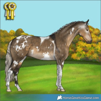 Horse Color:Gray White Spotted Silver Smoky Grullo Tobiano 