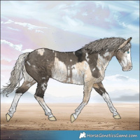 Horse Color:White Spotted Silver Buckskin Pearl Dun Sabino Rabicano  and Gray White Spotted Silver Smoky Grullo Sabino Splash Rabicano 