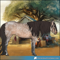 Horse Color:Bay Ice Dun 