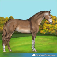 Horse Color:Gray Liver Red Dun Sabino 