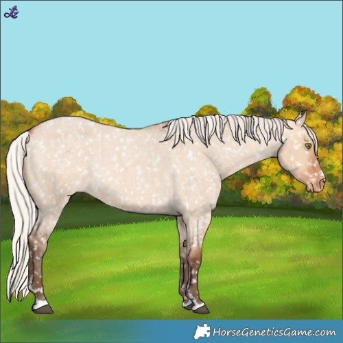 Horse Color:Silver Bay Roan Dun Appaloosa Rabicano 