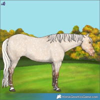 Horse Color:Silver Bay Roan Dun Snowflake Varnish Rabicano 