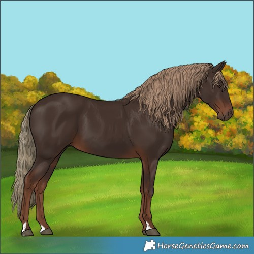Horse Color:Liver Chestnut