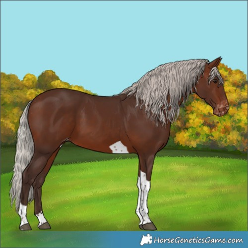 Horse Color:Silver Brown Tobiano Appaloosa 