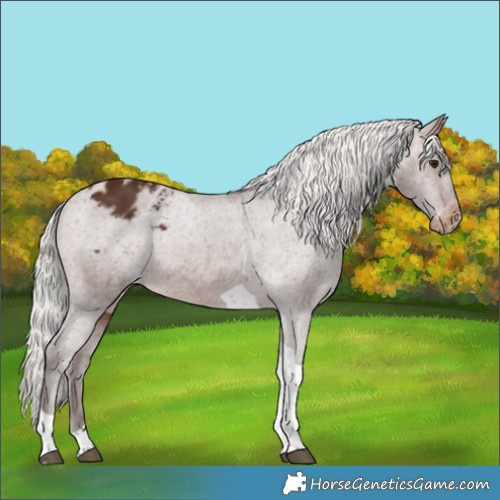 Horse Color:Silver Brown Tobiano Appaloosa