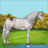 Horse Color:Silver Brown Tobiano Varnish