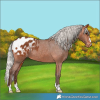 Horse Color:Silver Bay Appaloosa 