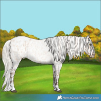 Horse Color:Silver Bay Roan Dun Snowflake Varnish Rabicano