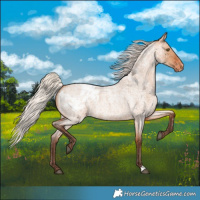 Horse Color:Silver Bay Roan Dun Blanket Rabicano 