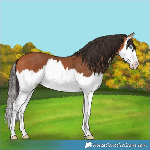 Horse Color:Bay Splash