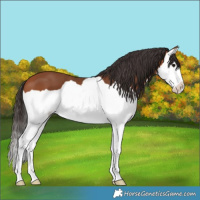 Horse Color:Bay Splash
