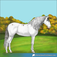 Horse Color:Bay Splash Tobiano