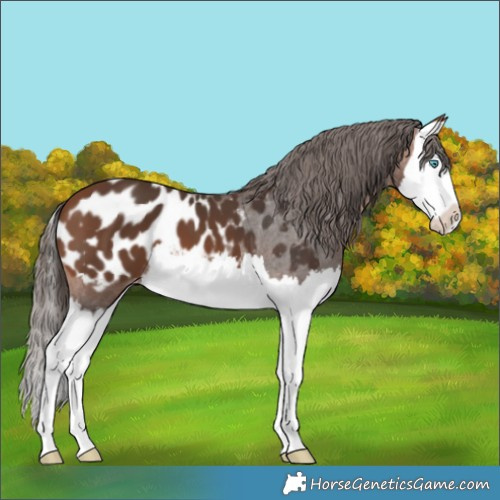 Horse Color:Bay Splash Blanket