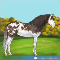 Horse Color:Bay Splash Appaloosa
