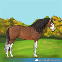 Horse Color:Bay Splash 