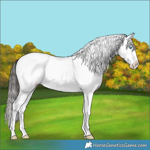 Horse Color:White Spotted Bay Splash 