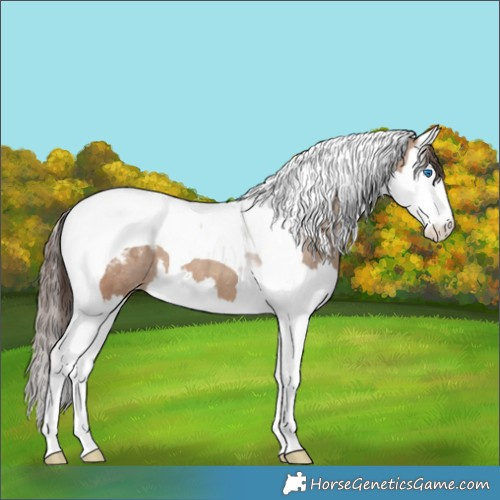 Horse Color:Sable Champagne Splash Tobiano Appaloosa