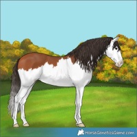 Horse Color:Bay Splash 