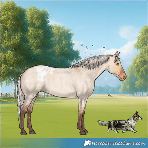 Horse Color:Silver Bay Roan Dun Blanket Rabicano 