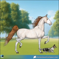 Horse Color:Red Dun Roan Splash Frame Rabicano 