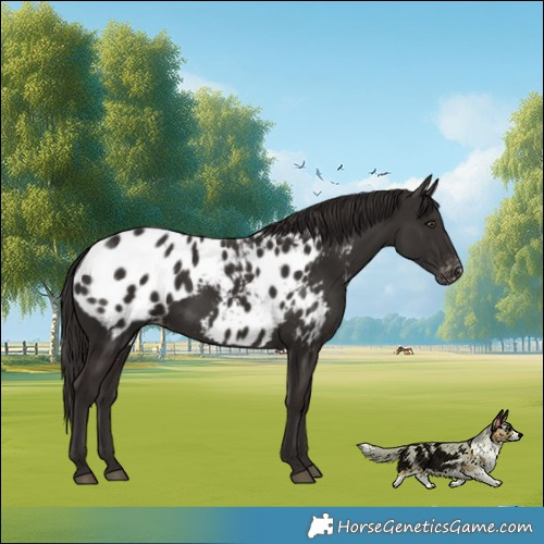 Horse Color:Liver Chestnut Appaloosa 