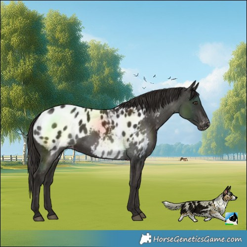 Horse Color:Liver Chestnut Blanket