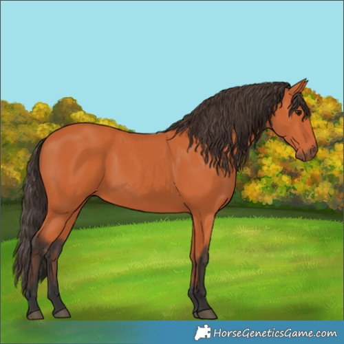 Horse Color:Bay 