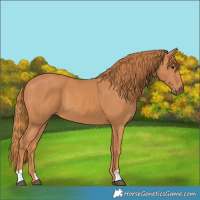 Horse Color:Chestnut 
