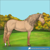 Horse Color:Red Dun 