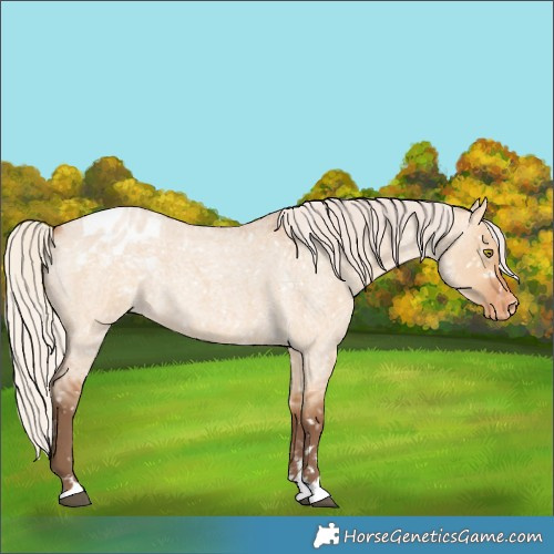 Horse Color:Silver Bay Roan Dun Blanket Rabicano