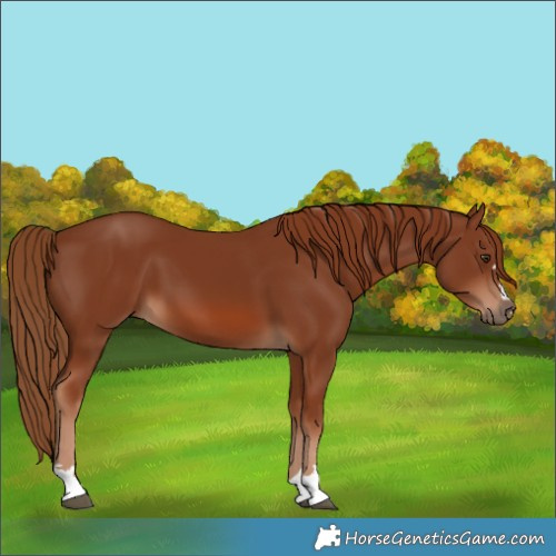 Horse Color:Chestnut 