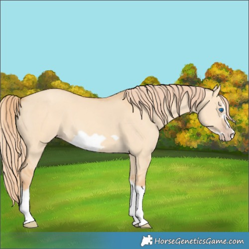 Horse Color:Gold Champagne Dun Splash Frame 