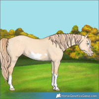 Horse Color:Gold Champagne Dun Splash Frame 