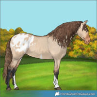 Horse Color:Bay Dun Sabino Tobiano Appaloosa 