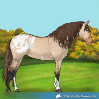 Horse Color:Bay Dun Sabino Tobiano Appaloosa 