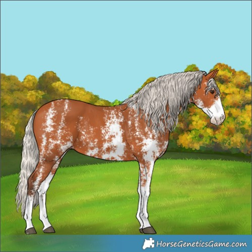 Horse Color:Silver Bay Sabino